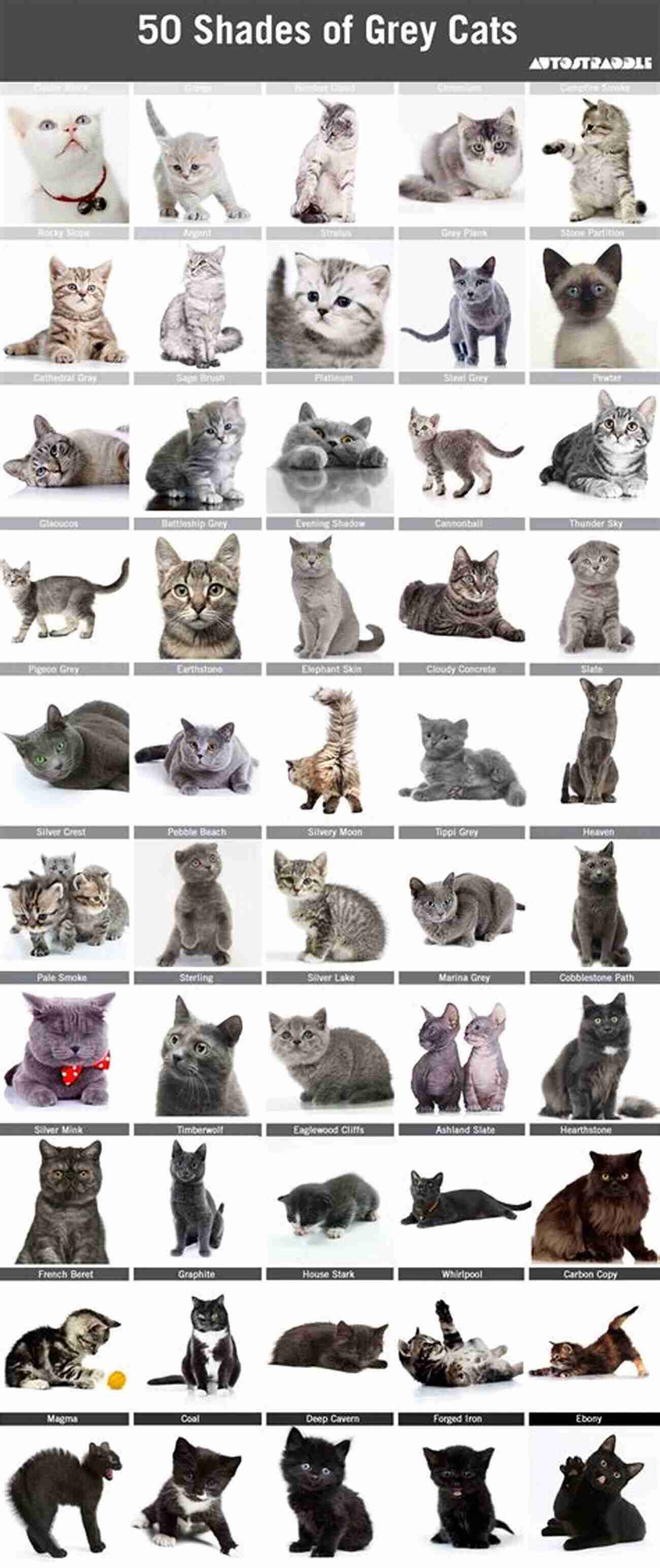 50 Shades Of Happy Cats: Easy Cats