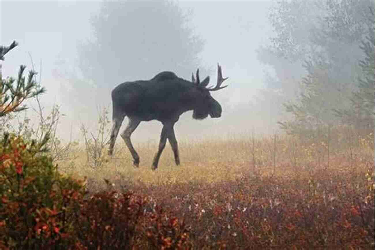 A Moose Family Roaming Freely Near The Sky High Road Moses Howard The Sky High Road Moses L Howard