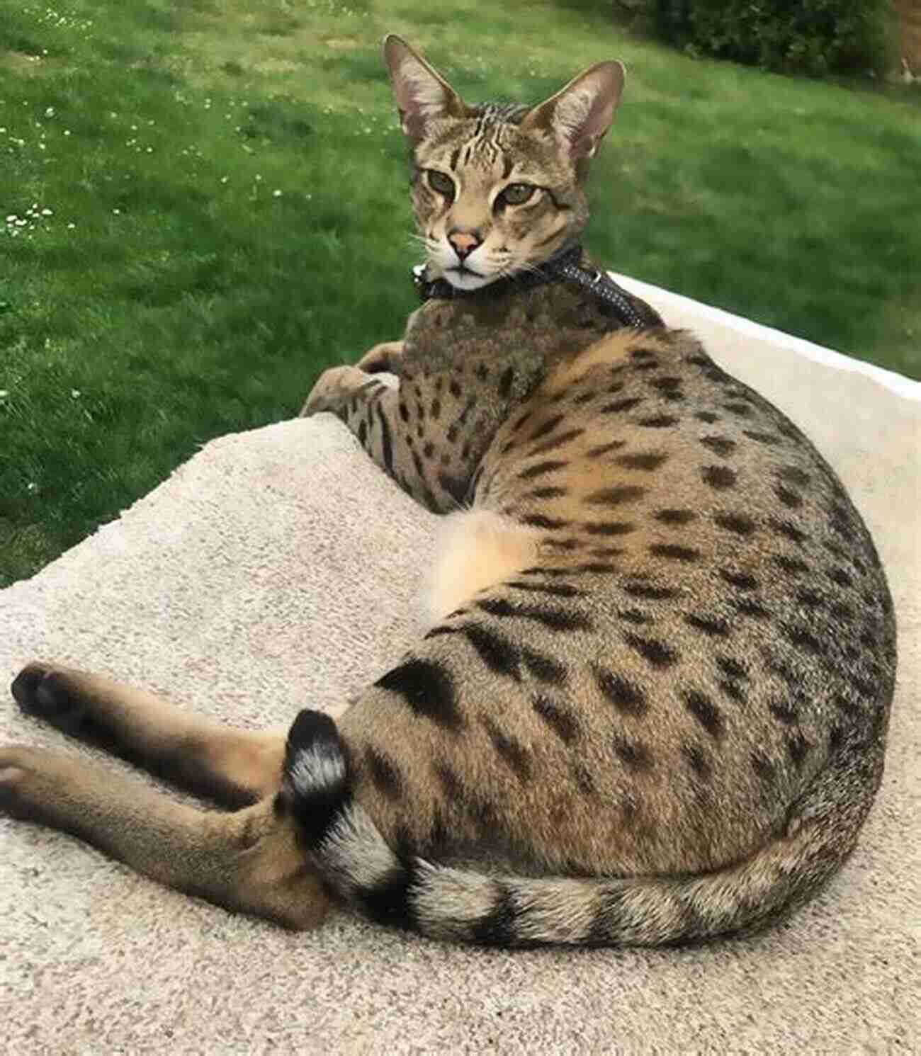 A Beautiful Savannah Cat Exploring The Outdoors Savannah Cat Owners Manual Savannah Cats Care Personality Grooming Feeding And Health All Included