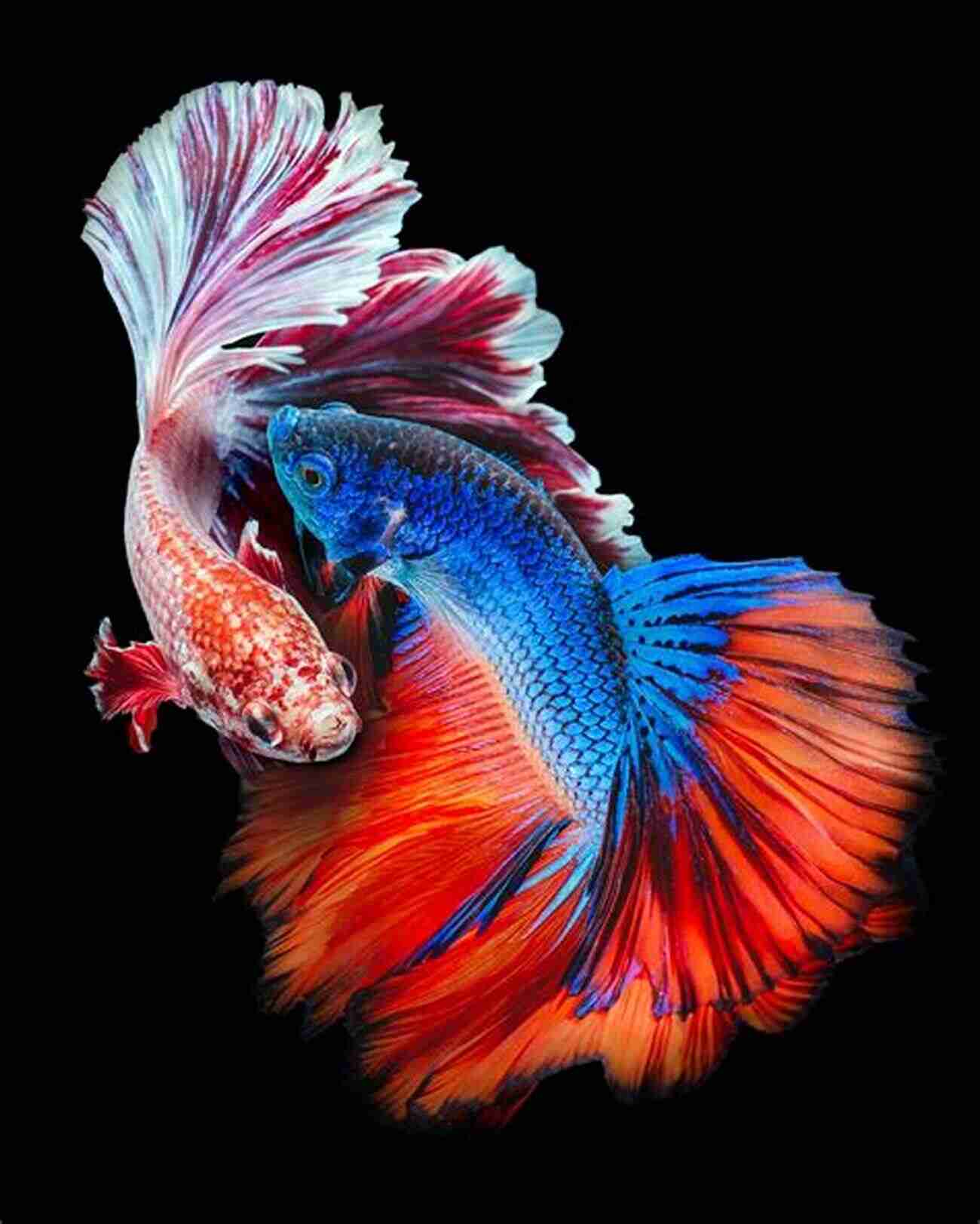 A Beautiful Siamese Fighting Fish Swimming In A Colorful Aquarium. CATFISH AS PET: A COMPREHENSIVE GUIDE TO HAVING CATFISH AS PET