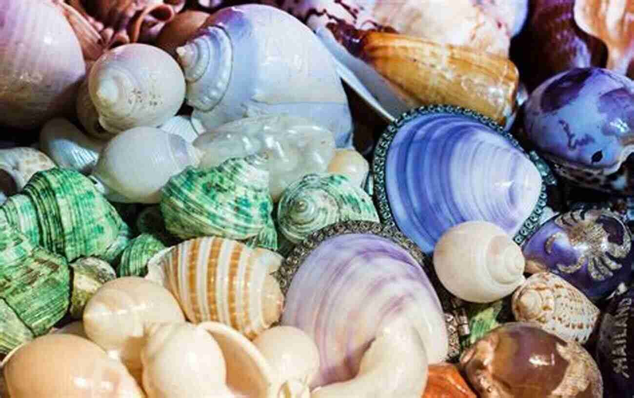 A Beautiful Collection Of Seashells In Search Of Junonia: A Simple Guide To Shelling