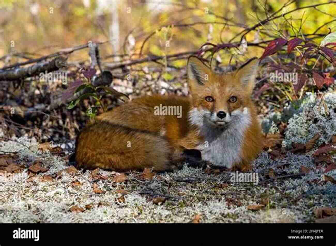 A Beautiful Red Fox With A Bushy Tail Resting On A Rock Amidst A Picturesque Forest My Fox My Friend Forever