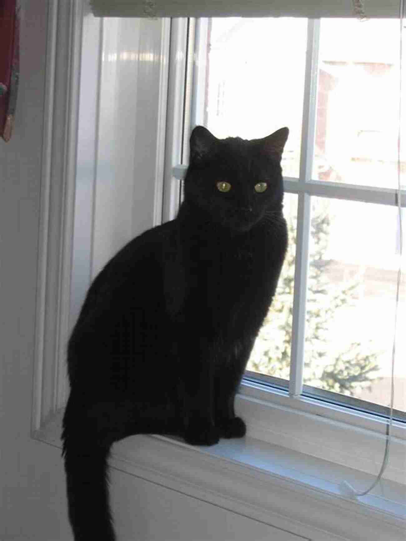 A Black Cat Sitting Peacefully By A Window Cat Psalms: Prayers My Cats Have Taught Me