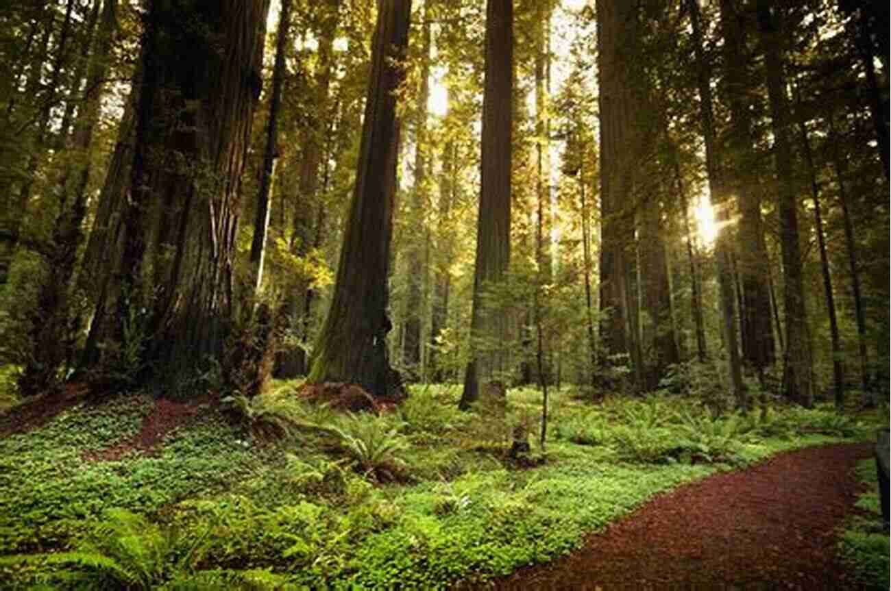 A Breathtaking View Of The Famous Redwood Forests In America's National Parks Grand Canyon: A History Of A Natural Wonder And National Park (America S National Parks)