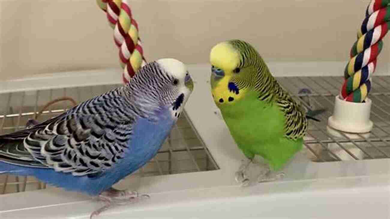 A Budgie Interacting With Its Owner How To Look After Your Budgie: Quick Guide