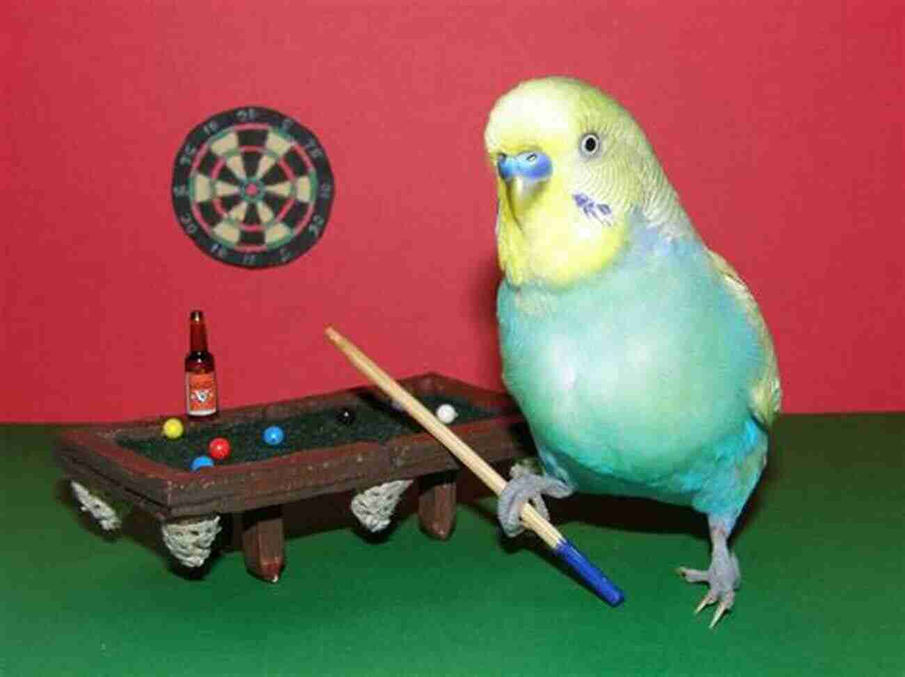 A Budgie Playing With A Colorful Toy How To Look After Your Budgie: Quick Guide