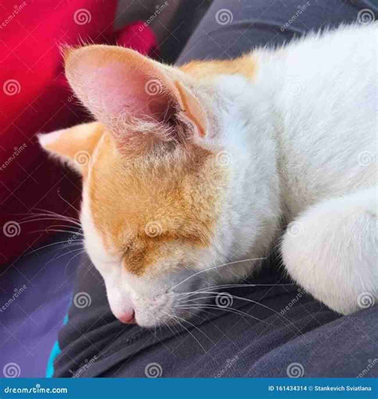 A Cat Sitting On Its Owner's Lap, Displaying Trust And Contentment Cat Psalms: Prayers My Cats Have Taught Me