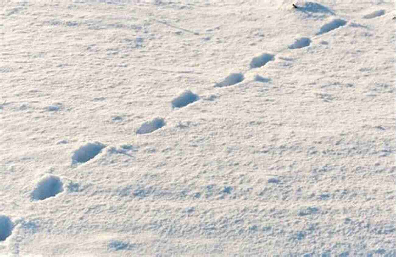 A Close Up Photograph Of Various Animal Tracks On Freshly Fallen Snow A Night In The Snow