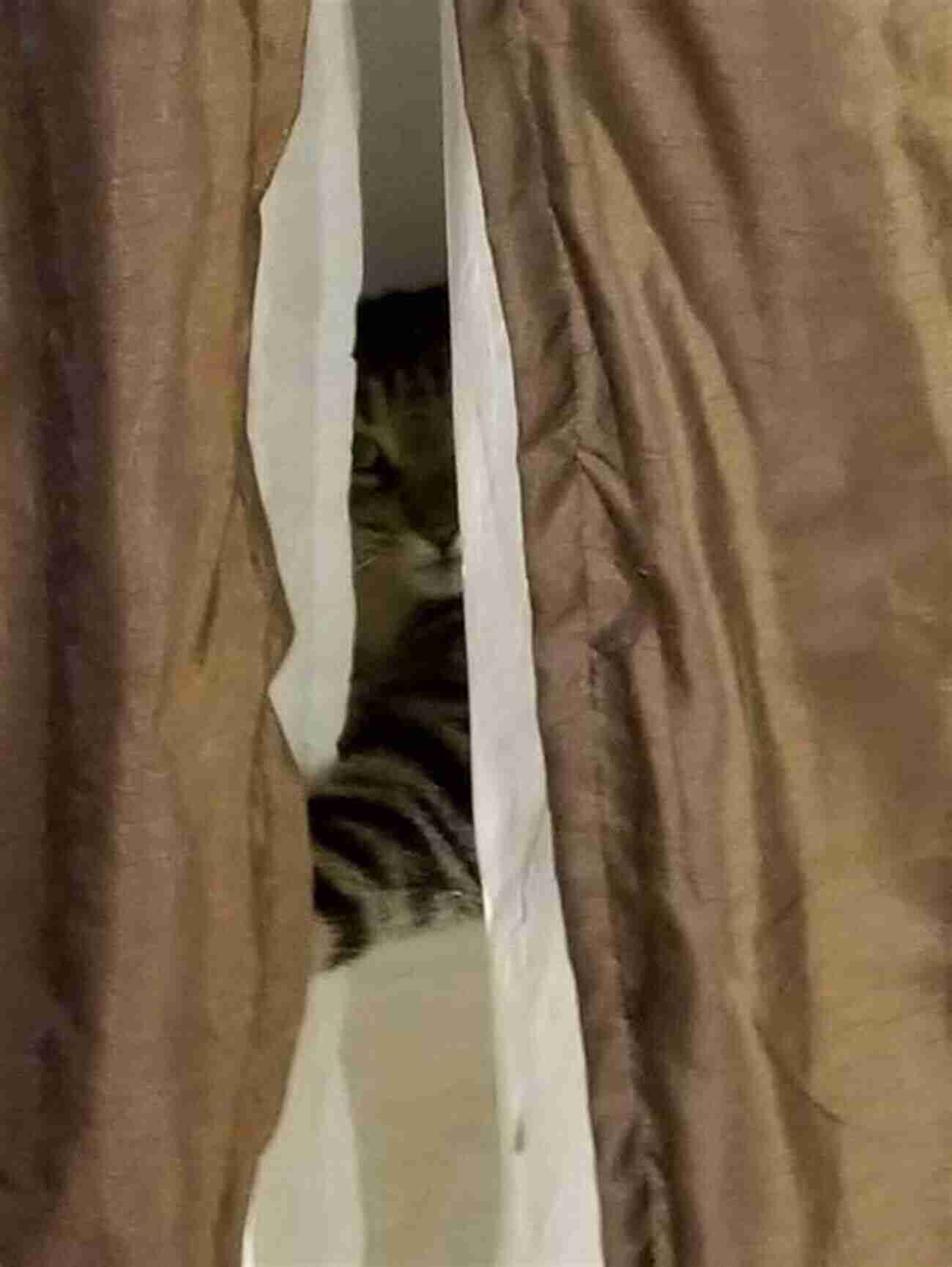 A Curious Cat Peeking Out From Behind A Curtain Cat Psalms: Prayers My Cats Have Taught Me