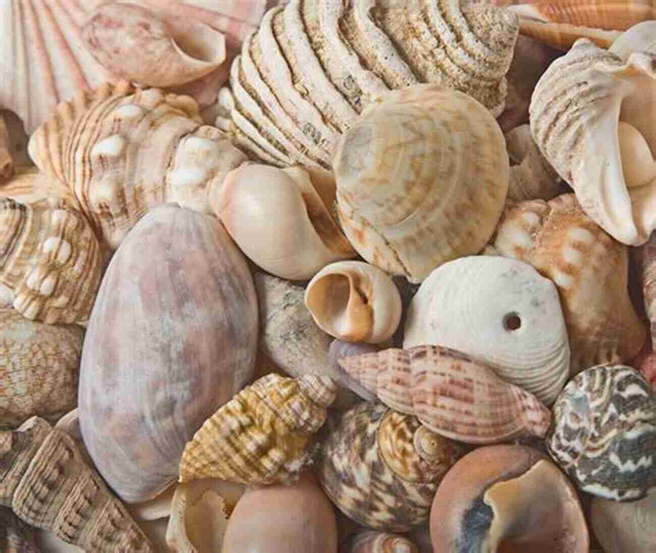 A Diverse Collection Of Seashells From Florida's Sandy Beaches Florida S Seashells: A Beachcomber S Guide