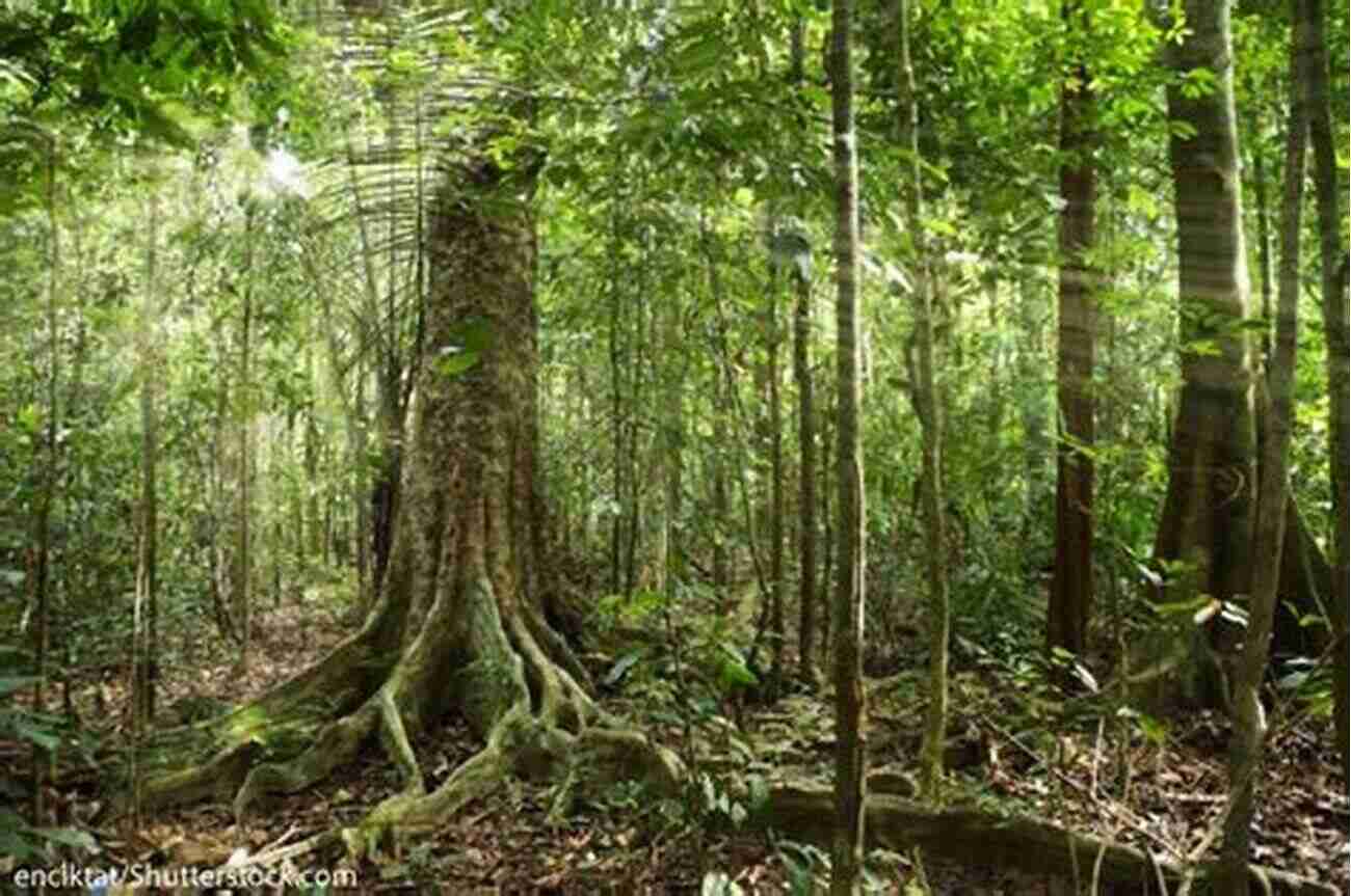 A Diverse Range Of Woody Plants Found In The Amazon Rainforest A Pictorial Field Guide To The Woody Plants Of The Amazon VOL VI: LILIACEAE MORACEAE