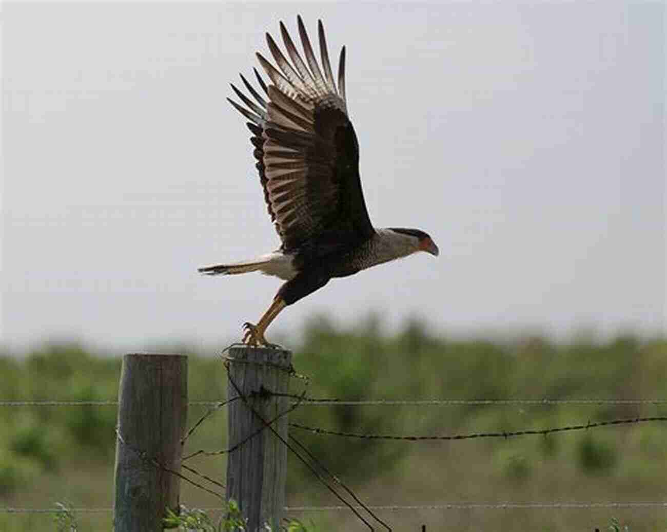 A Dog Observing Birds At Brazoria National Wildlife Refuge Best Hikes With Dogs Texas Hill Country And Coast