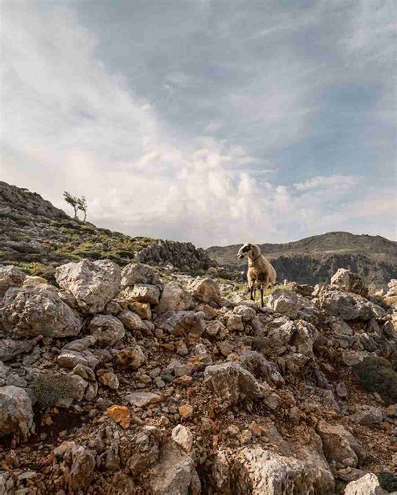 A Dog On A Rocky Trail In Enchanted Rock State Natural Area Best Hikes With Dogs Texas Hill Country And Coast