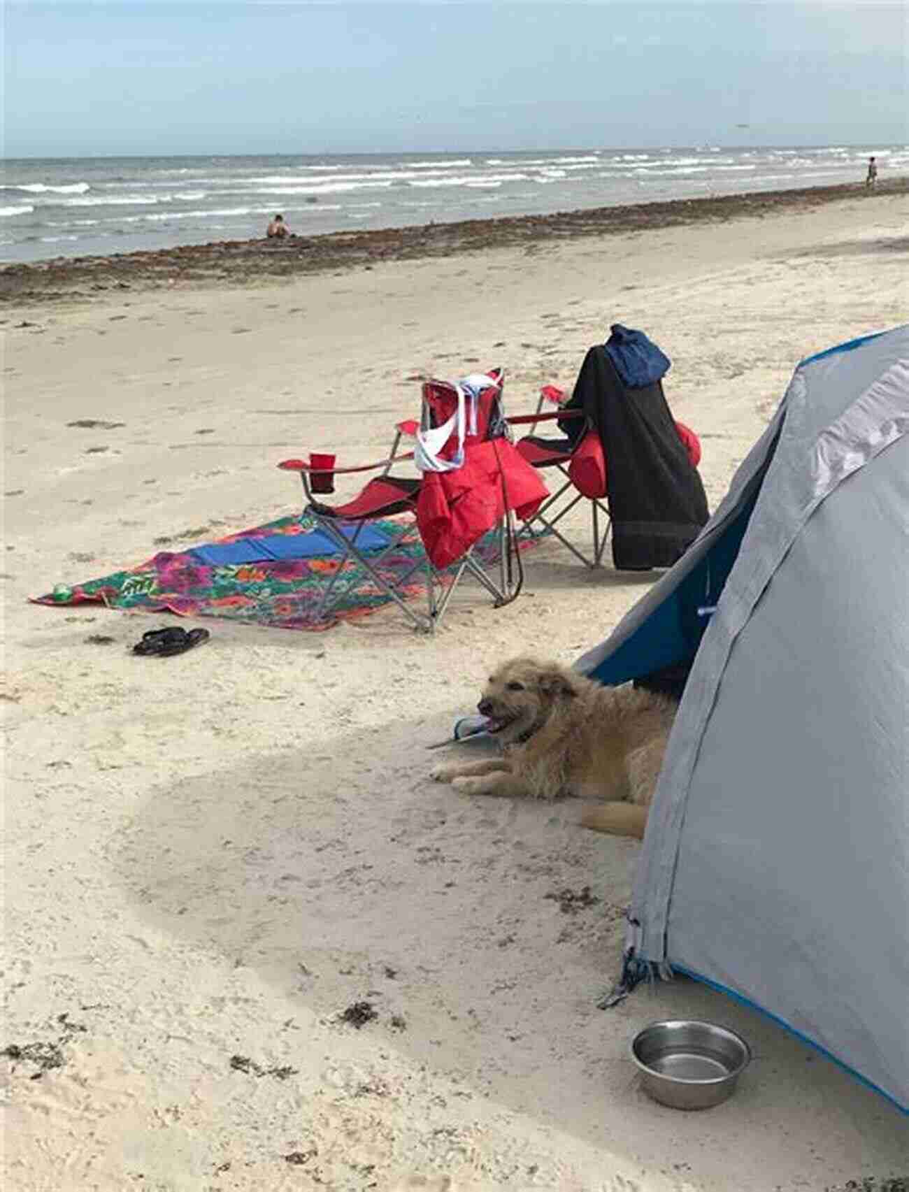 A Dog Running On The Sandy Beach At Mustang Island State Park Best Hikes With Dogs Texas Hill Country And Coast