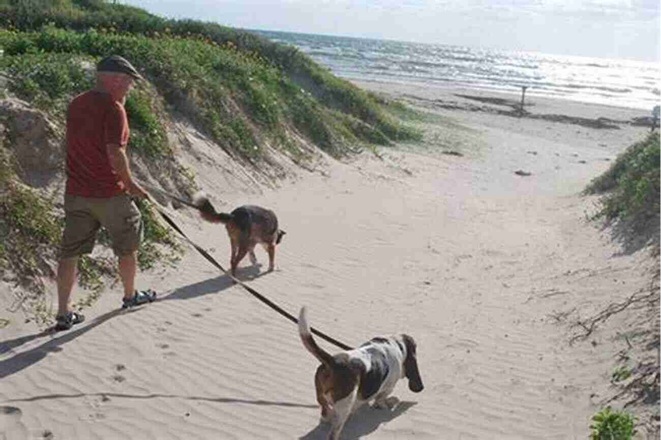 A Dog Sitting On The Beach At Padre Island National Seashore Best Hikes With Dogs Texas Hill Country And Coast