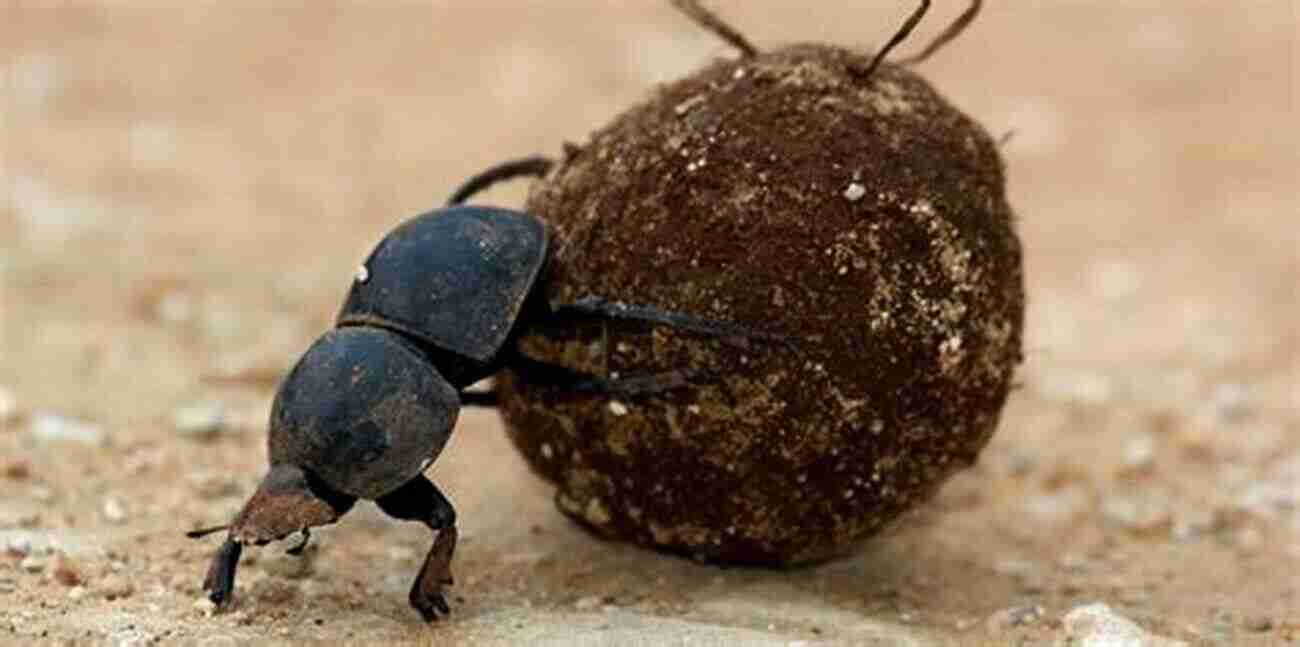 A Dung Beetle Rolling A Ball Of Dung Scavenger (The Scavenger 1)