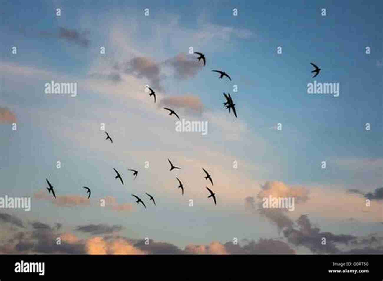 A Flock Of Migrating Birds Flying Across A Vibrant Sunset Sky Bird Migration: A New Understanding