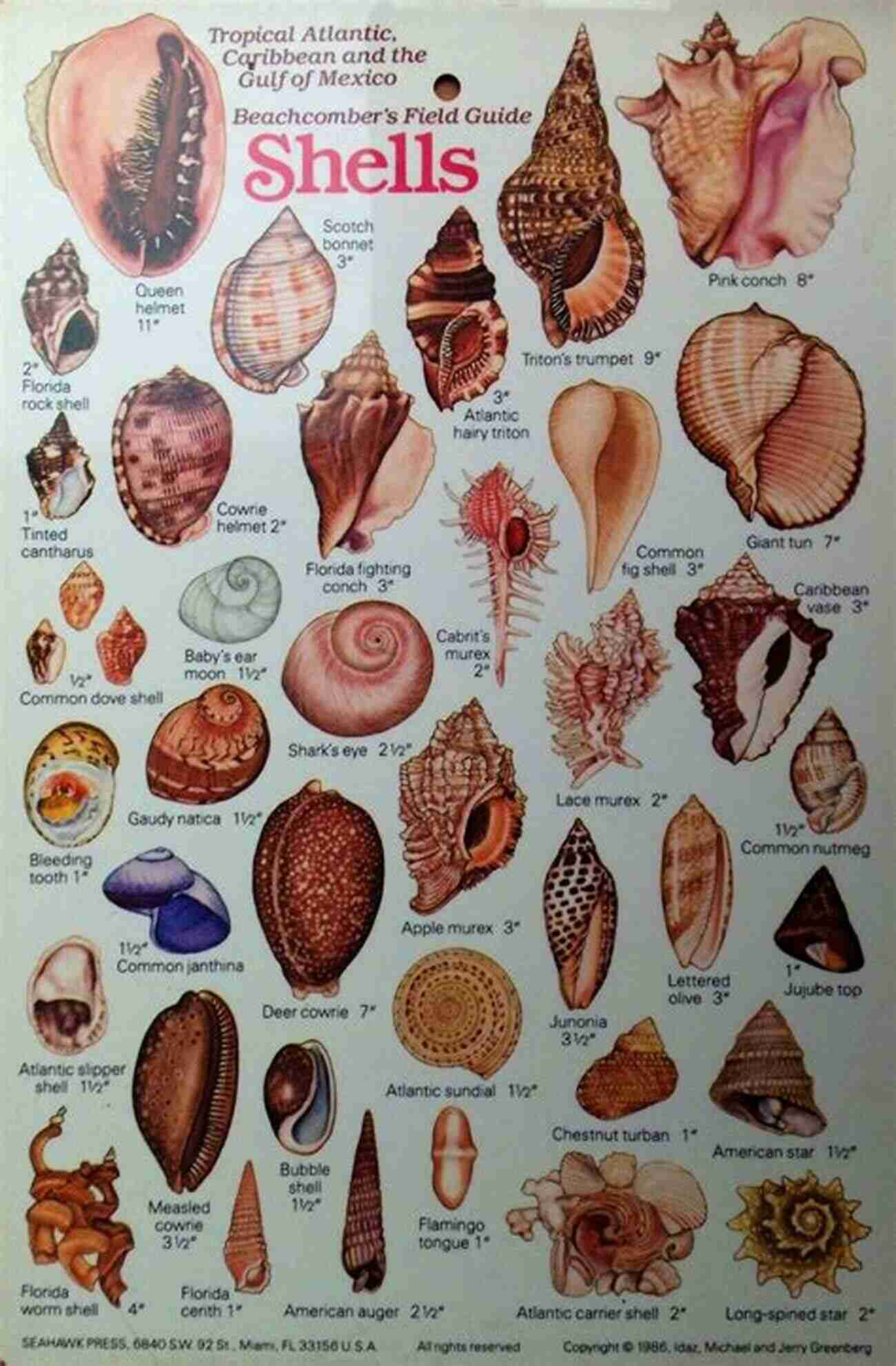 A Guidebook For Seashell Identification In Search Of Junonia: A Simple Guide To Shelling