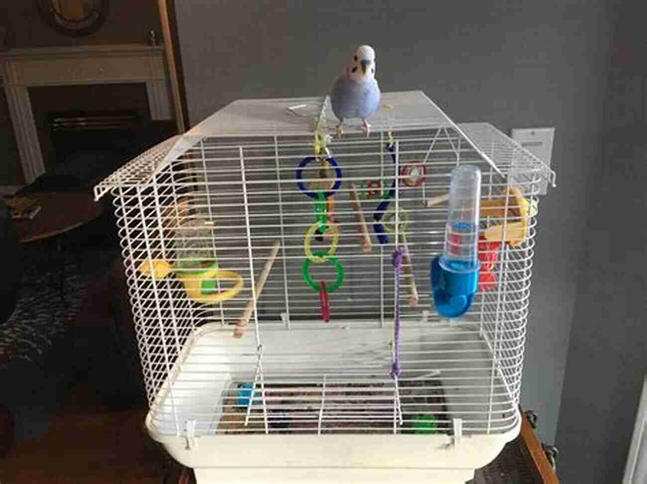 A Happy Budgie Perched On A Branch In A Cage How To Look After Your Budgie: Quick Guide