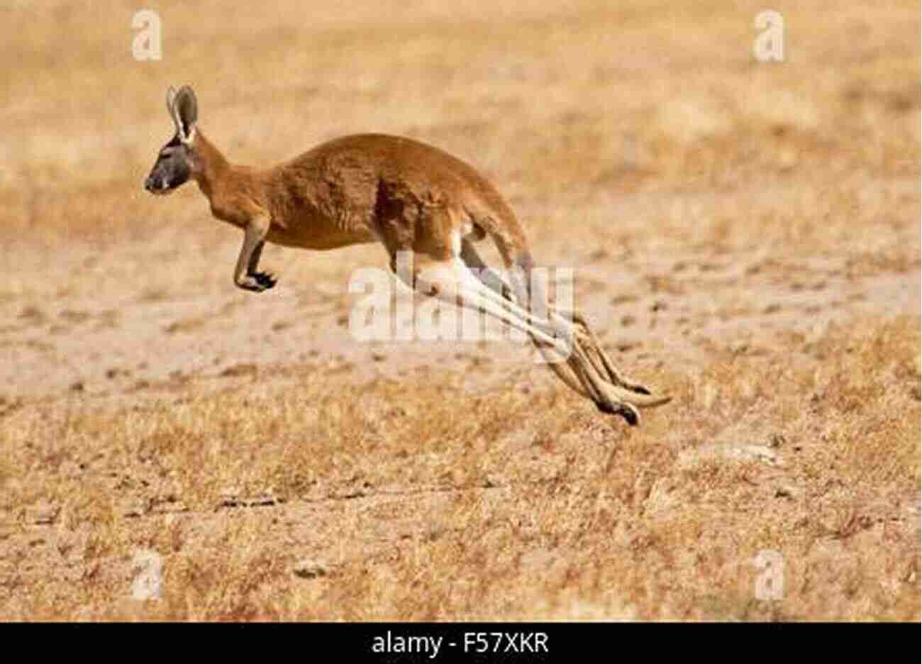 A Kangaroo Gracefully Bounding Through The Outback My Journey Through Australia (Travelogue 1)