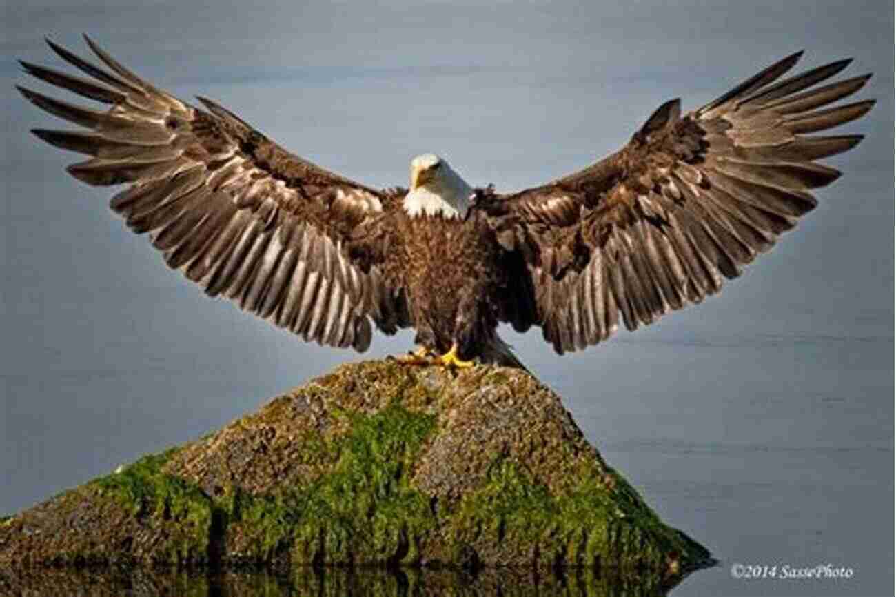 A Majestic Bald Eagle Perched In An Airing Cupboard With Wings Gracefully Spread, Preparing For Flight An Eagle In The Airing Cupboard