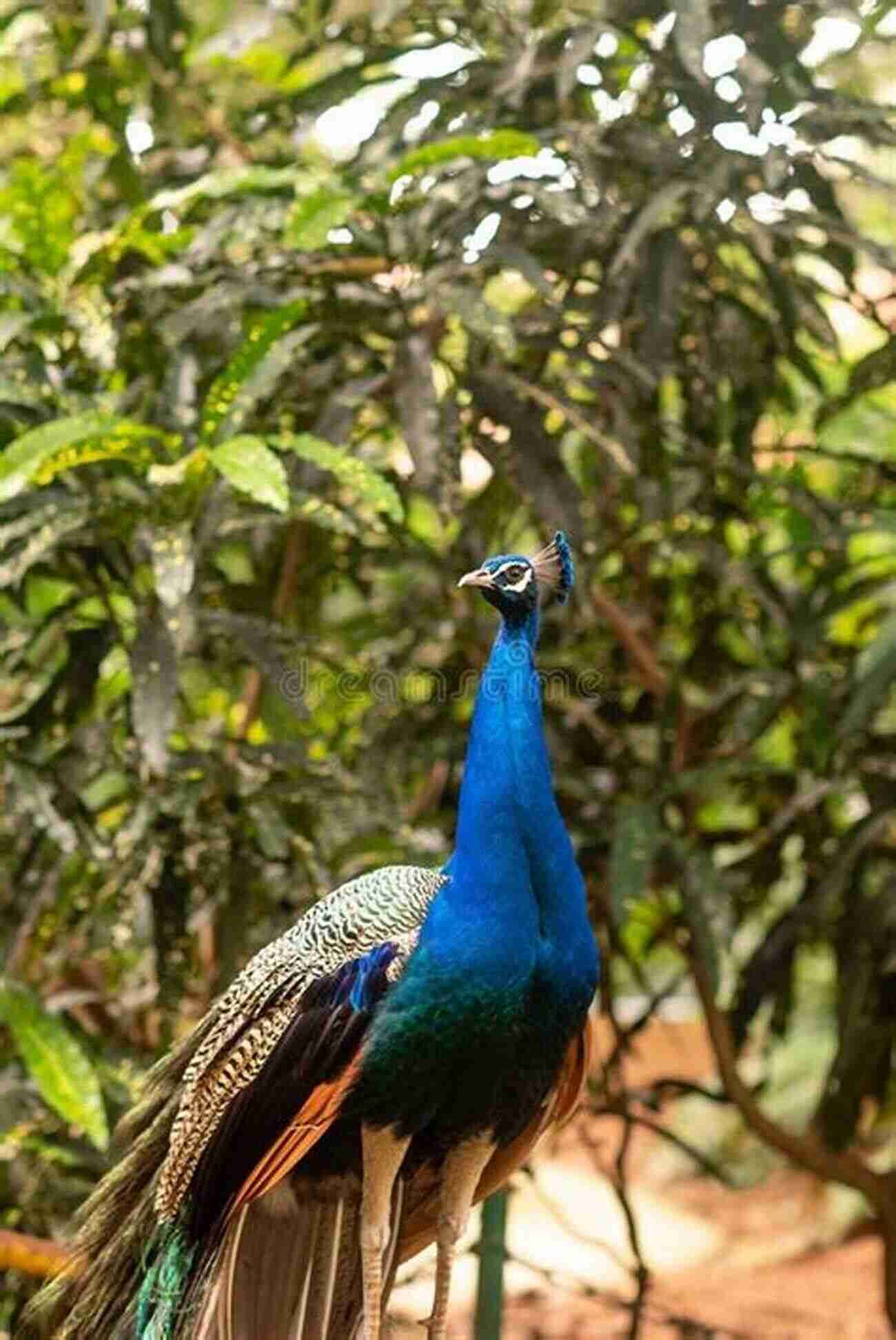 A Majestic Peacock Spreading Its Vibrant Feathers In Full Display Why Peacocks?: An Unlikely Search For Meaning In The World S Most Magnificent Bird