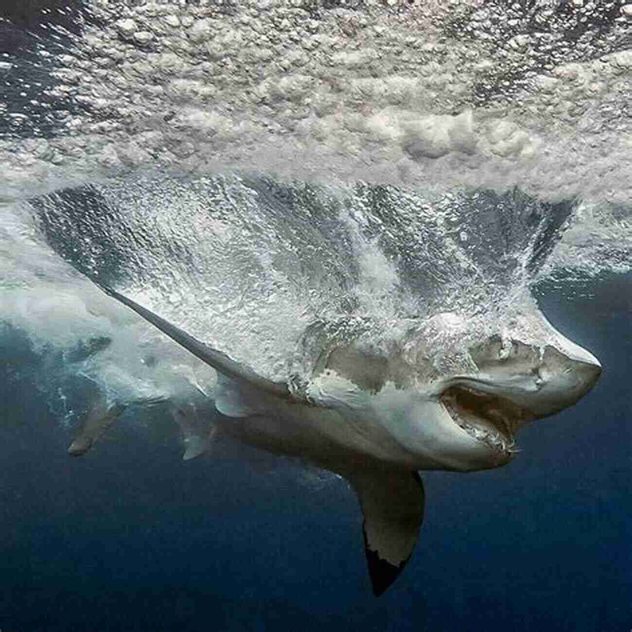 A Majestic Shark Swimming In The Ocean Scavenger (The Scavenger 1)