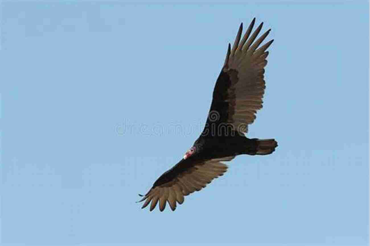 A Majestic Vulture Soaring In The Sky Scavenger (The Scavenger 1)