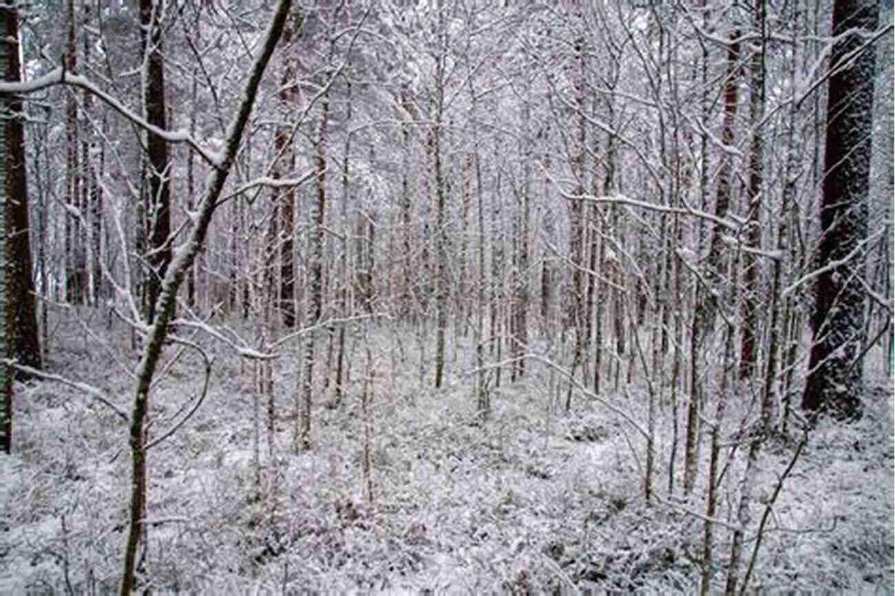 A Mesmerizing View Of A Snow Covered Forest At Night With Moonlight Filtering Through The Trees A Night In The Snow