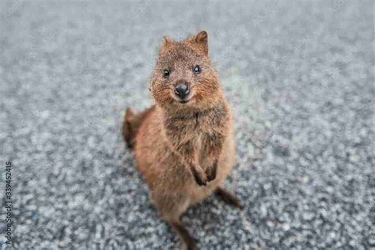 A Quokka Smiling And Posing For A Photo My Journey Through Australia (Travelogue 1)