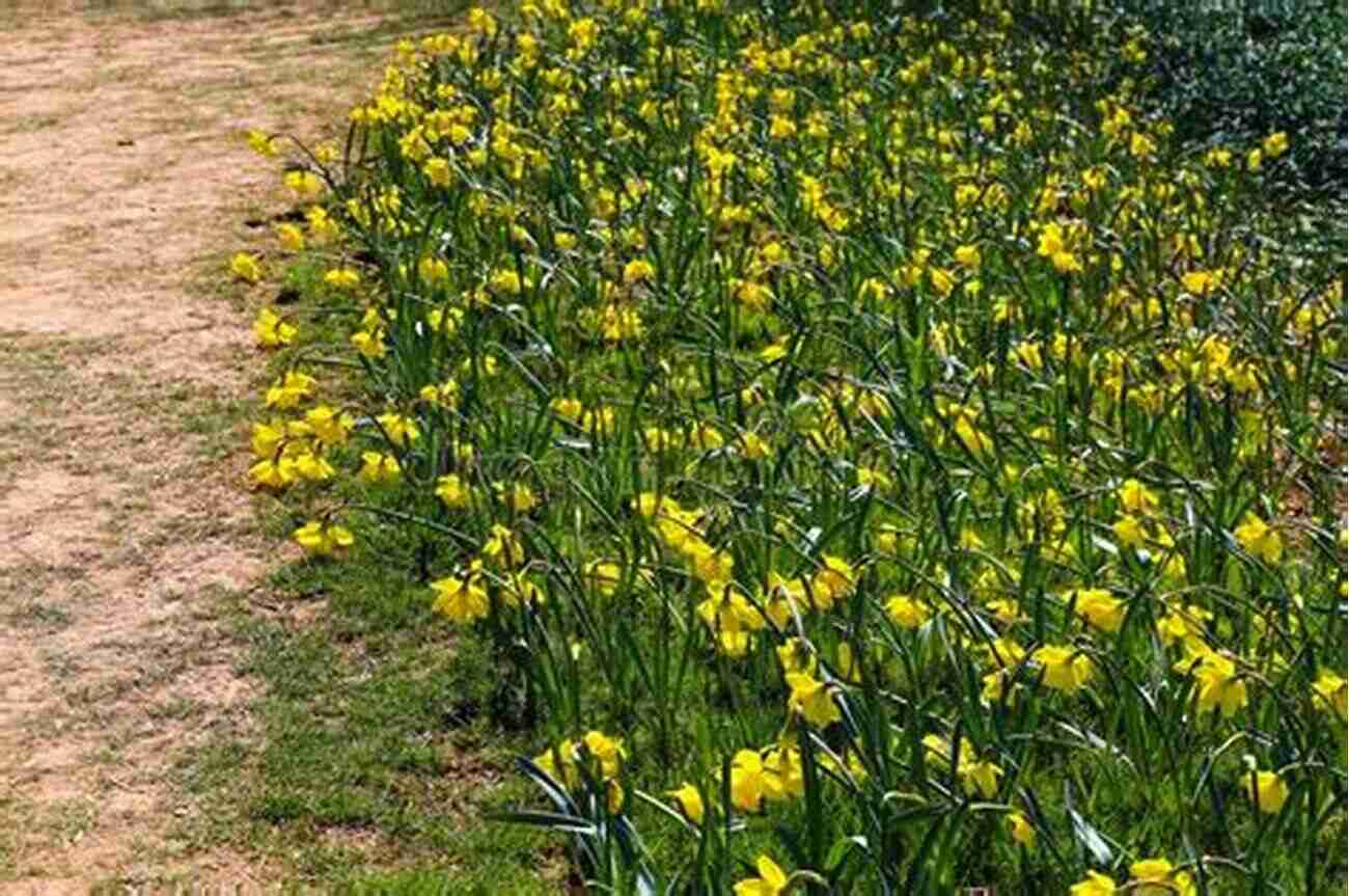 A Radiant Yellow Daffodil Surrounded By Lush Greenery, Representing The Beauty Within You You Are One Third Daffodil: And Other Facts To Amaze Amuse And Astound