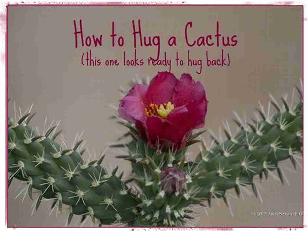 A Step By Step Guide On How To Hug A Cactus How To: Hugging A Cactus