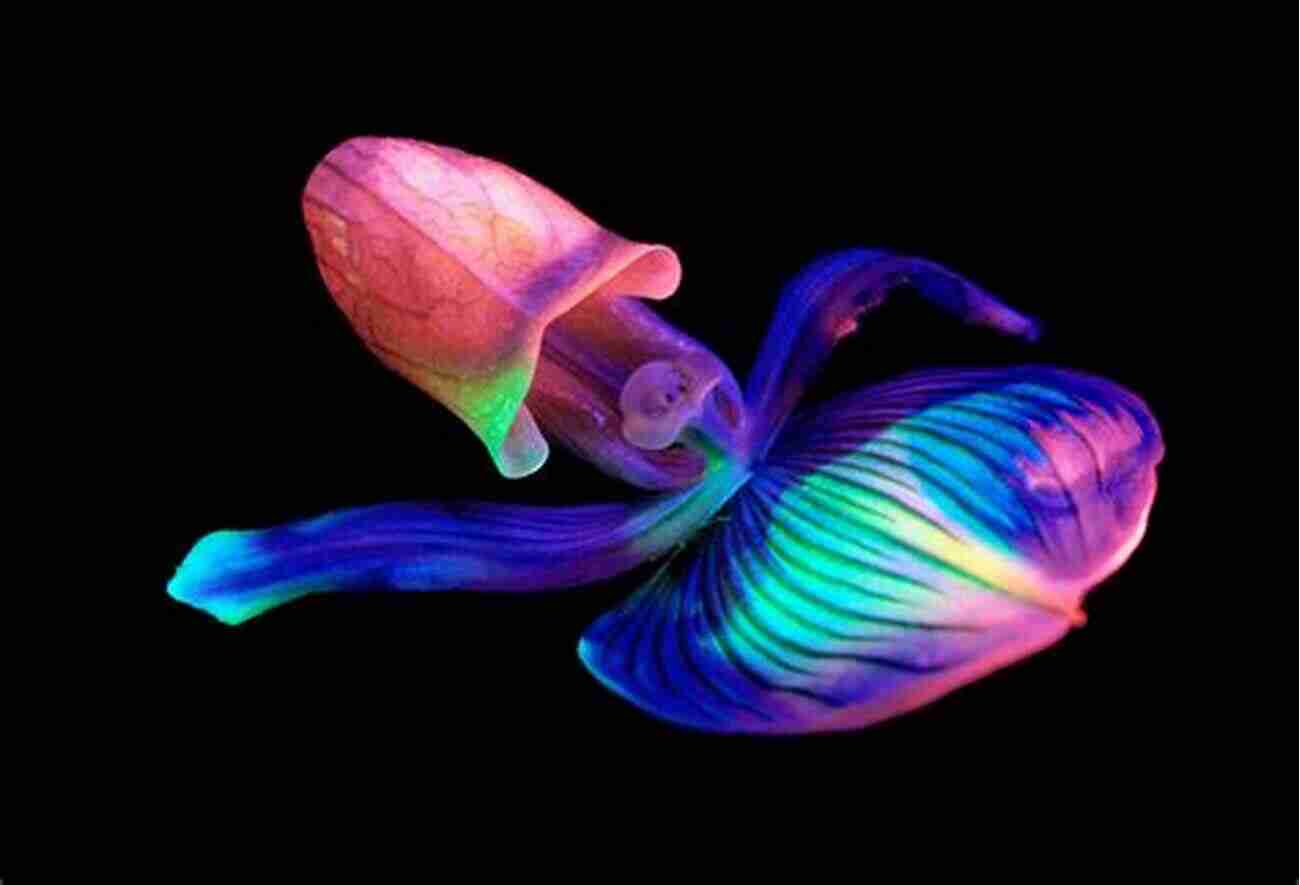 A Stunning Bioluminescent Fish Showcasing Radiant Colors In The Deep Sea. The Deep Sea Duke Lauren James