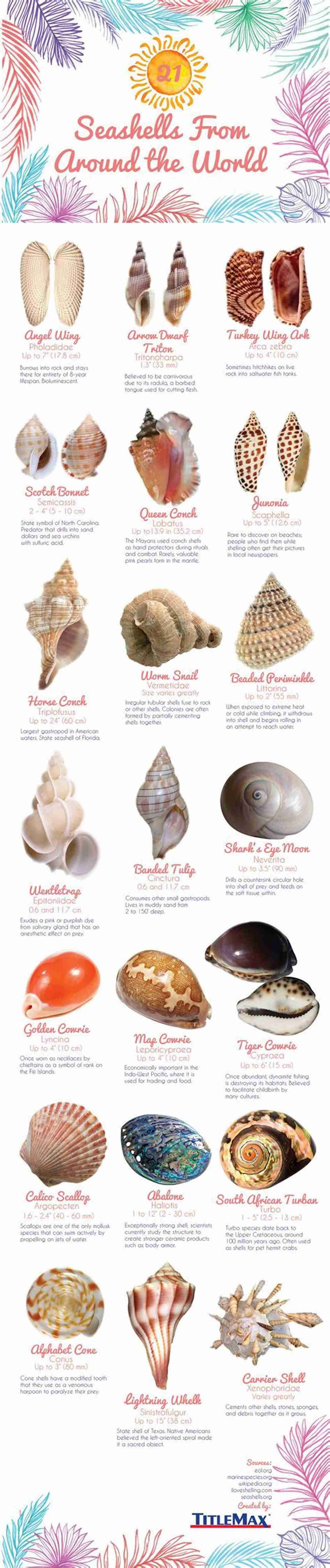 A Variety Of Seashells From Around The World In Search Of Junonia: A Simple Guide To Shelling