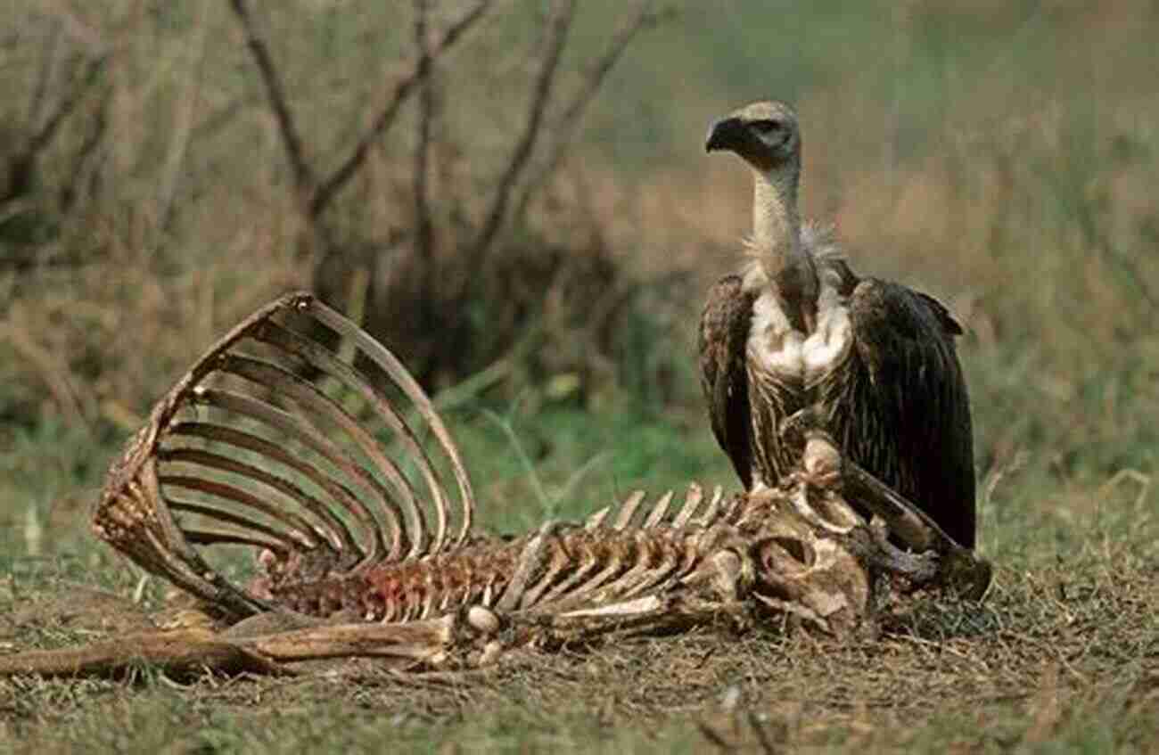 A Vulture Scavenging On A Carcass In The Wild Scavenger (The Scavenger 1)