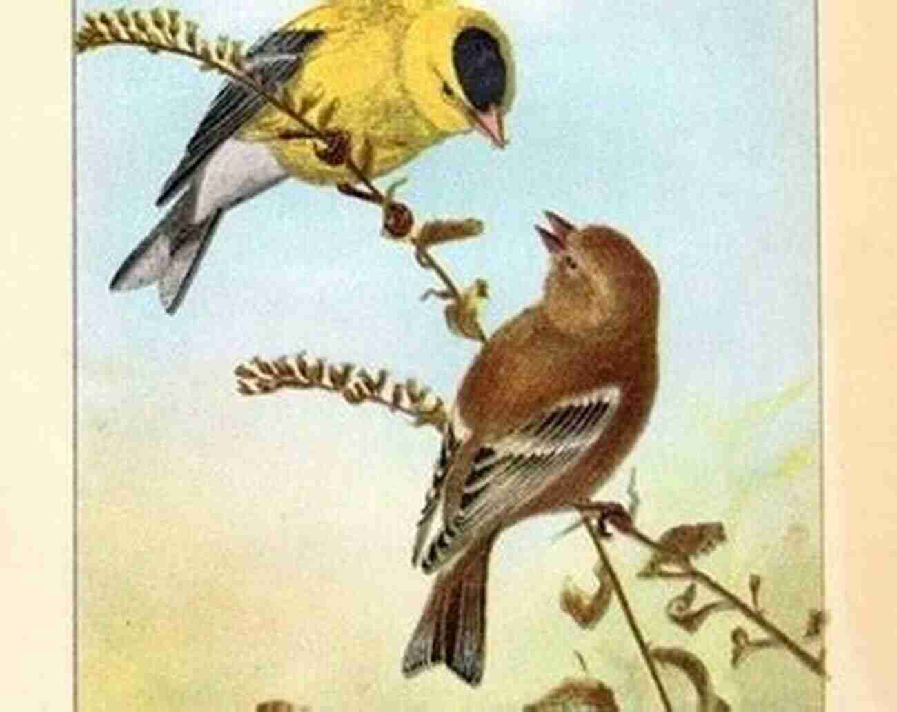 American Goldfinch Bird Portrait Illustration By Ernest Thompson Seton Bird Portraits (Illustrations) Ernest Thompson Seton