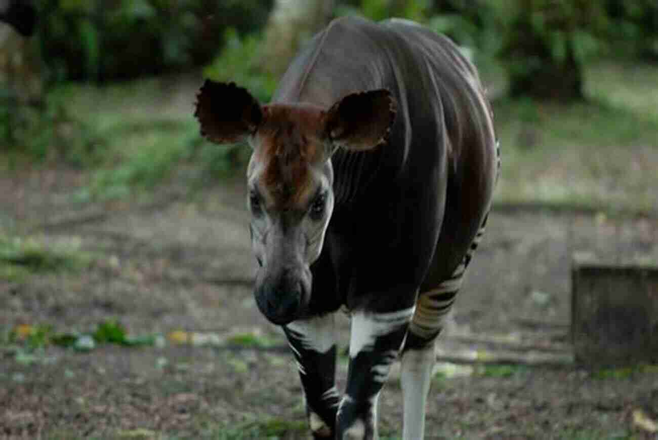 An Okapi Ode Skibiski Running Gracefully In The Lush Forest An Okapi S Ode R E Skibiski