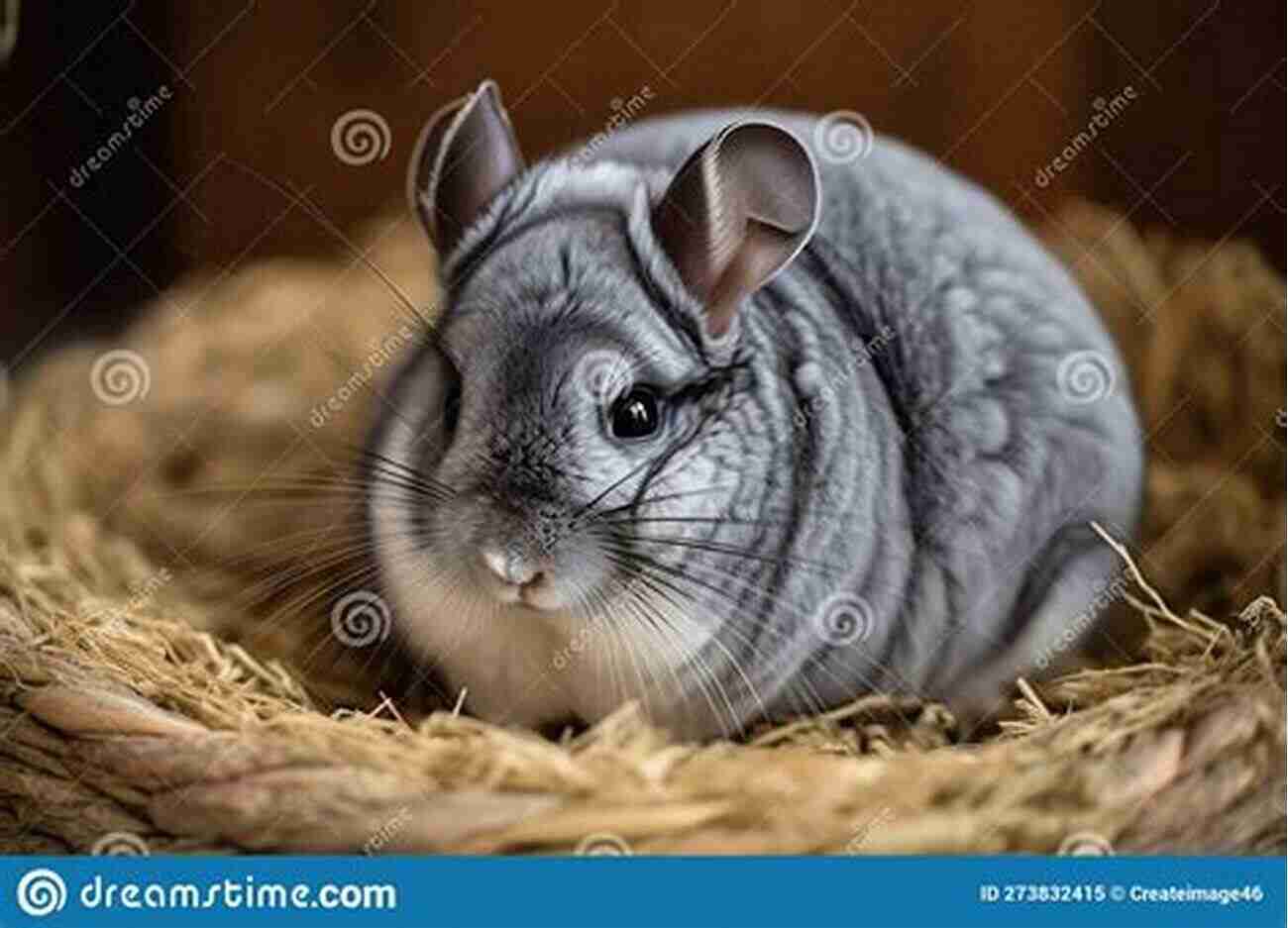 An Adorable Chinchilla Resting In Its Cage Ultimate Chinchilla Care Chinchillas As Pets: The Must Have Guide For Anyone Passionate About Owning A Chinchilla Includes Health Toys Food Bedding And Lots More