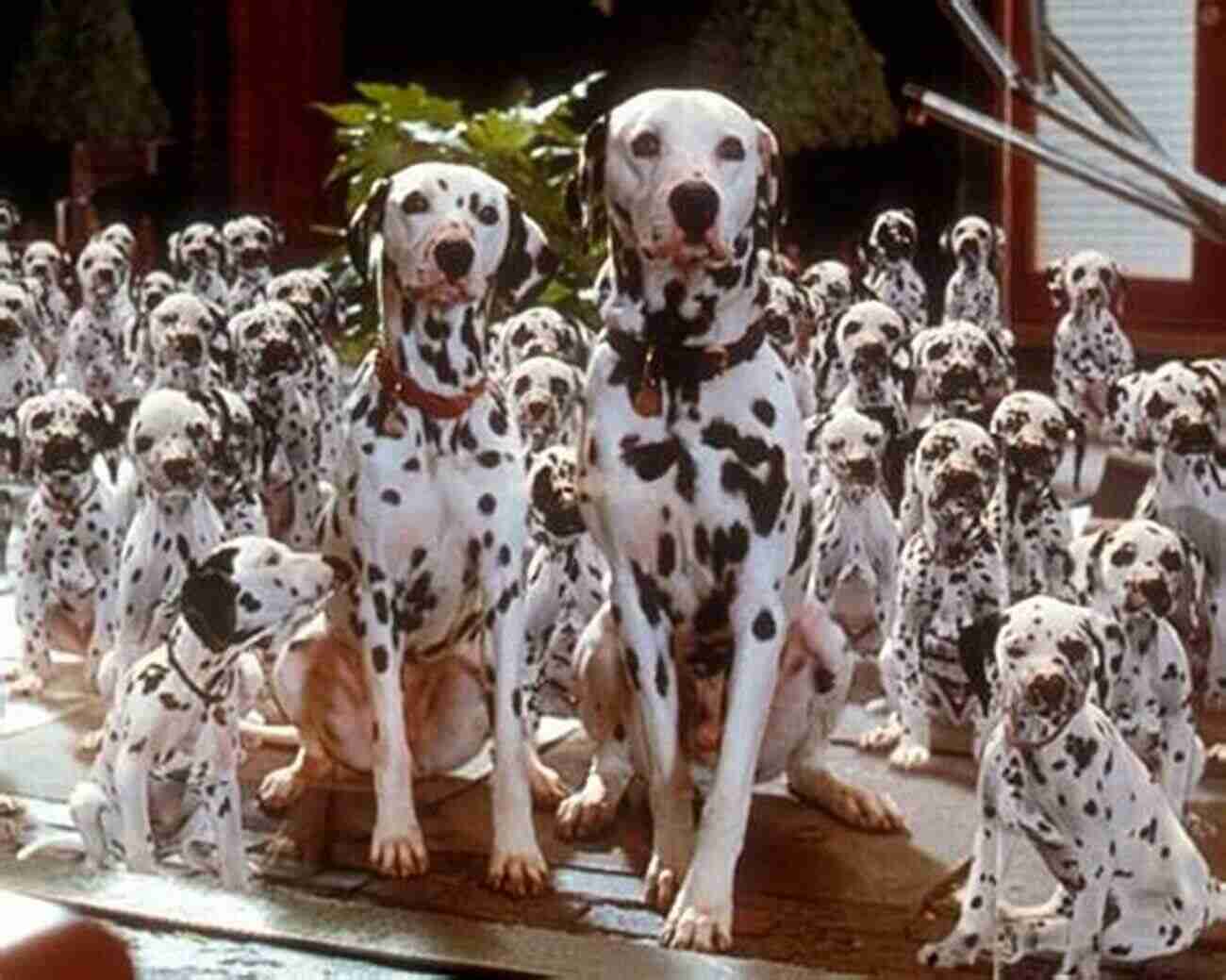 An Adorable Family With Their Thirty Eight Dalmatians Bespotted: My Family S Love Affair With Thirty Eight Dalmatians