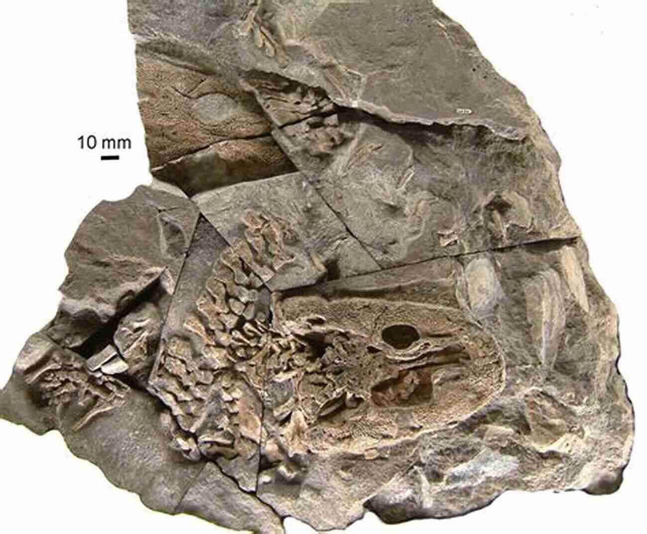 Ancient Fossil Of Early Tetrapod Gaining Ground Second Edition: The Origin And Evolution Of Tetrapods (Life Of The Past)