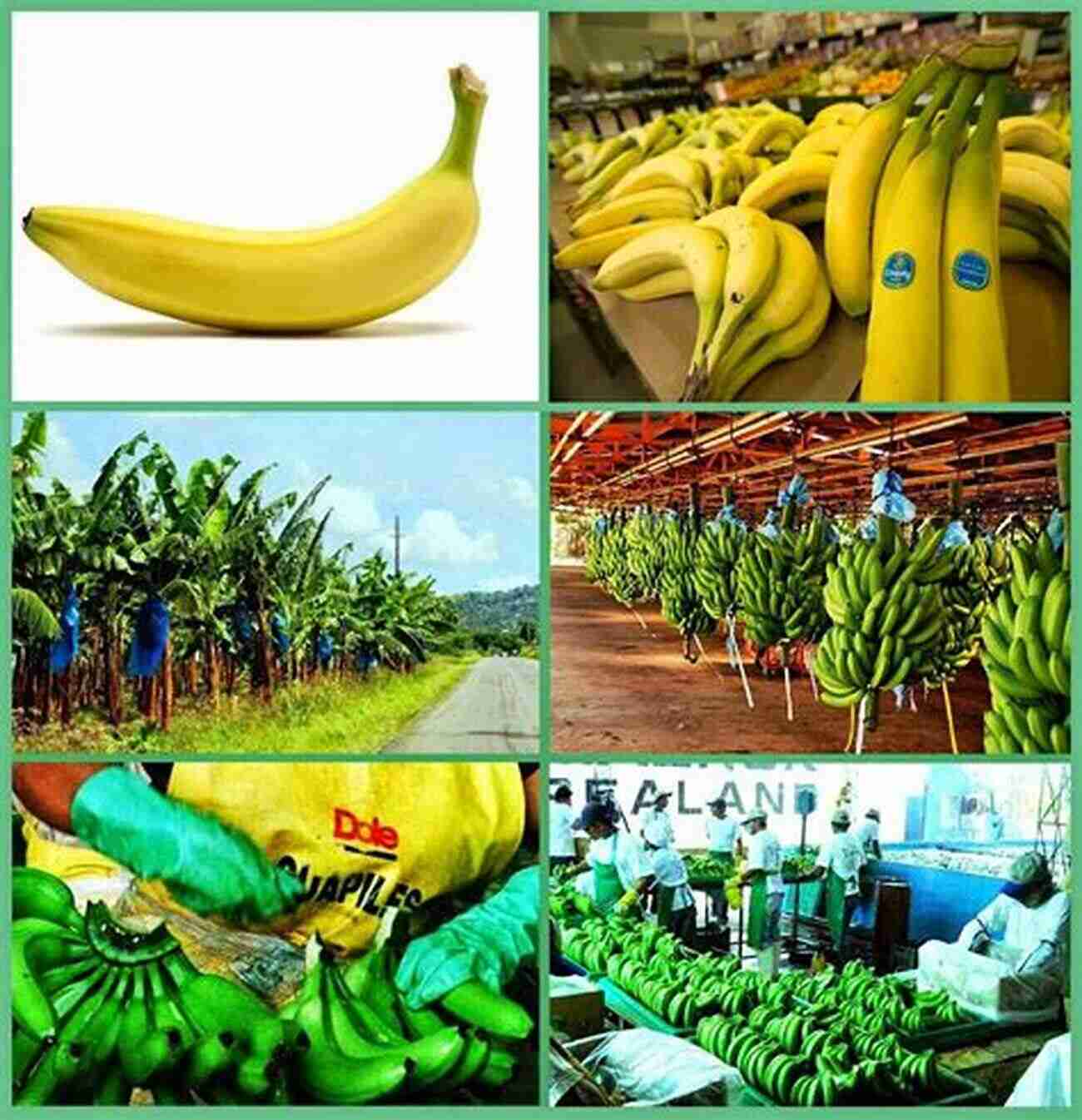 Banana Farming Research BANANA FARMING: How To Start A Banana Farm