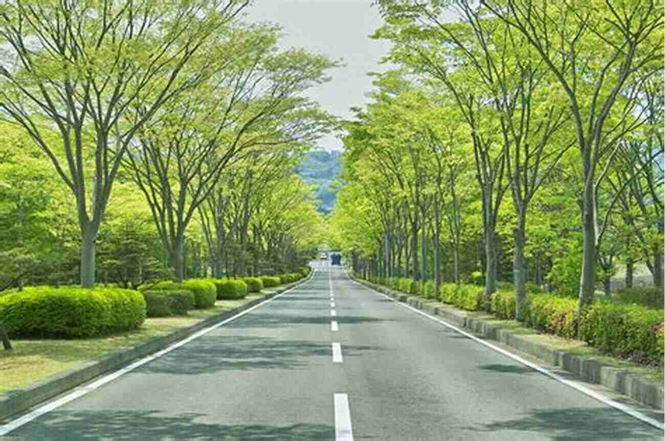 Beautiful Californian Trees Lining The Streets A Californian S Guide To The Trees Among Us