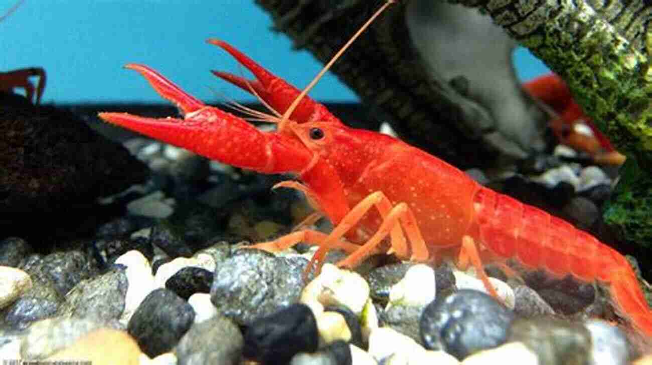 Beautiful Crayfish In An Aquarium Tank The Ultimate Guide To Keeping Crayfish As Aquarium Pets