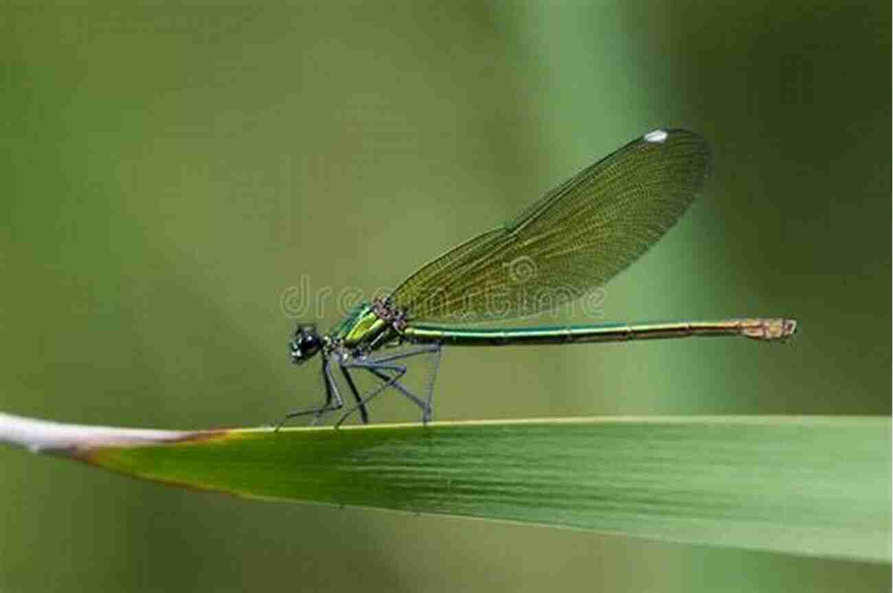 Beautiful Damselfly Resting On A Leaf Dragonflies And Damselflies Of The East (Princeton Field Guides 80)