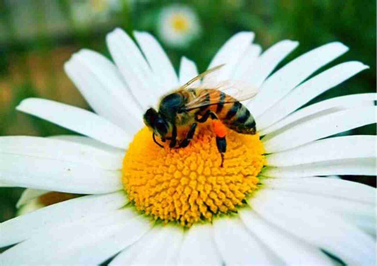 Bee Pollinating A Flower Age Of Bees John Motson