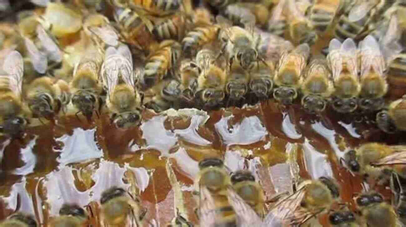 Bees In A Hive, Working Together Age Of Bees John Motson