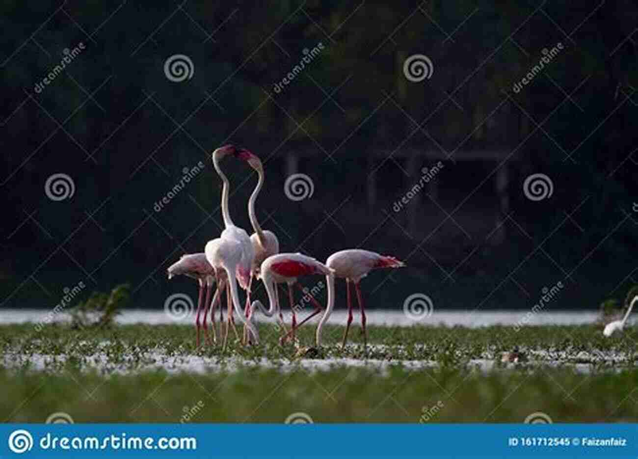 Bird Behaviors: Captivating Mating Displays And Unique Nesting Habits The Bird: A Natural History Of Who Birds Are Where They Came From And How They Live