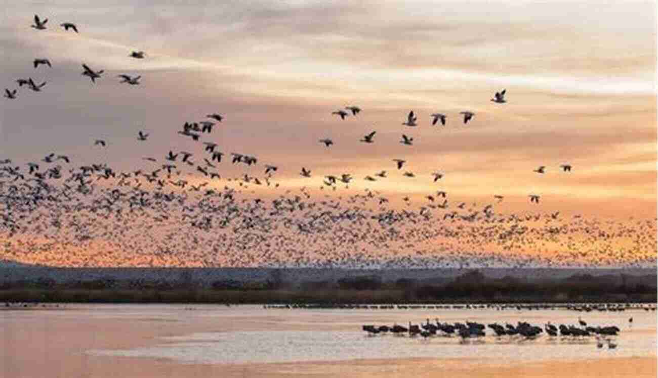 Bird Haven's Mesmerizing View Birds Of A Feather: Tales Of A Wild Bird Haven