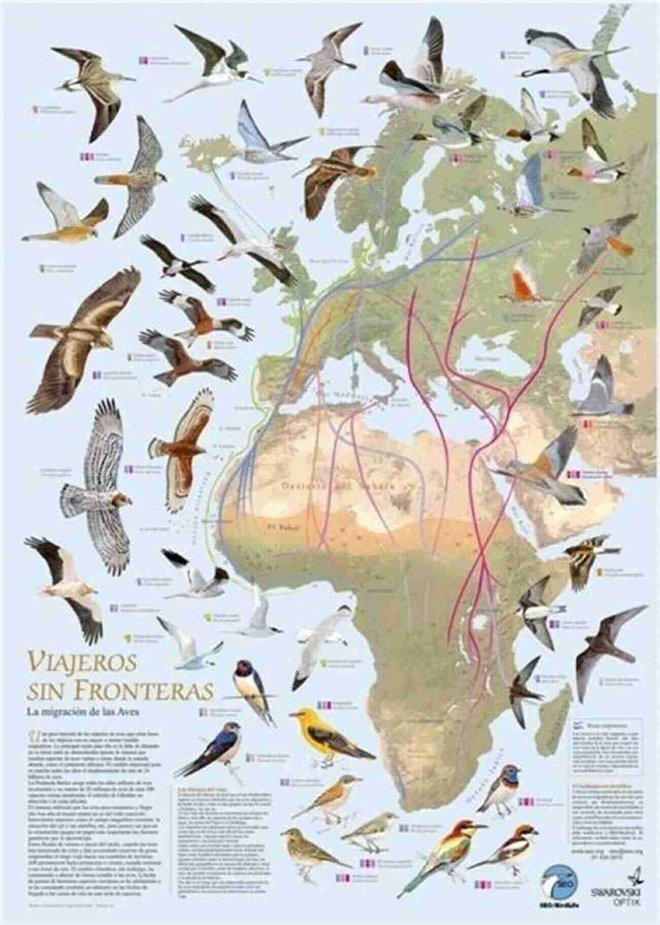 Bird Conservationists Observing Migratory Birds In Their Natural Habitat Bird Migration: A New Understanding