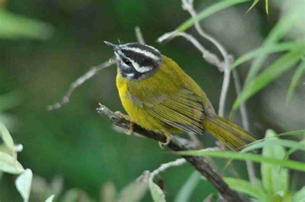 Birds Of The Sierra Nevada Hansen S Field Guide To The Birds Of The Sierra Nevada